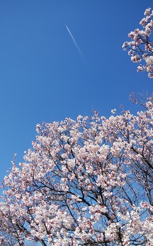 桜 青空 飛行機雲